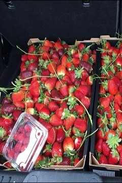 ブリスベン Browns 10月ニュースレター 3_コピー