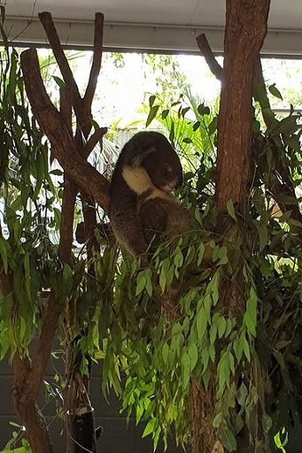 オーストラリア留学 ブリスベン BROWNS Lone_Pine 名古屋