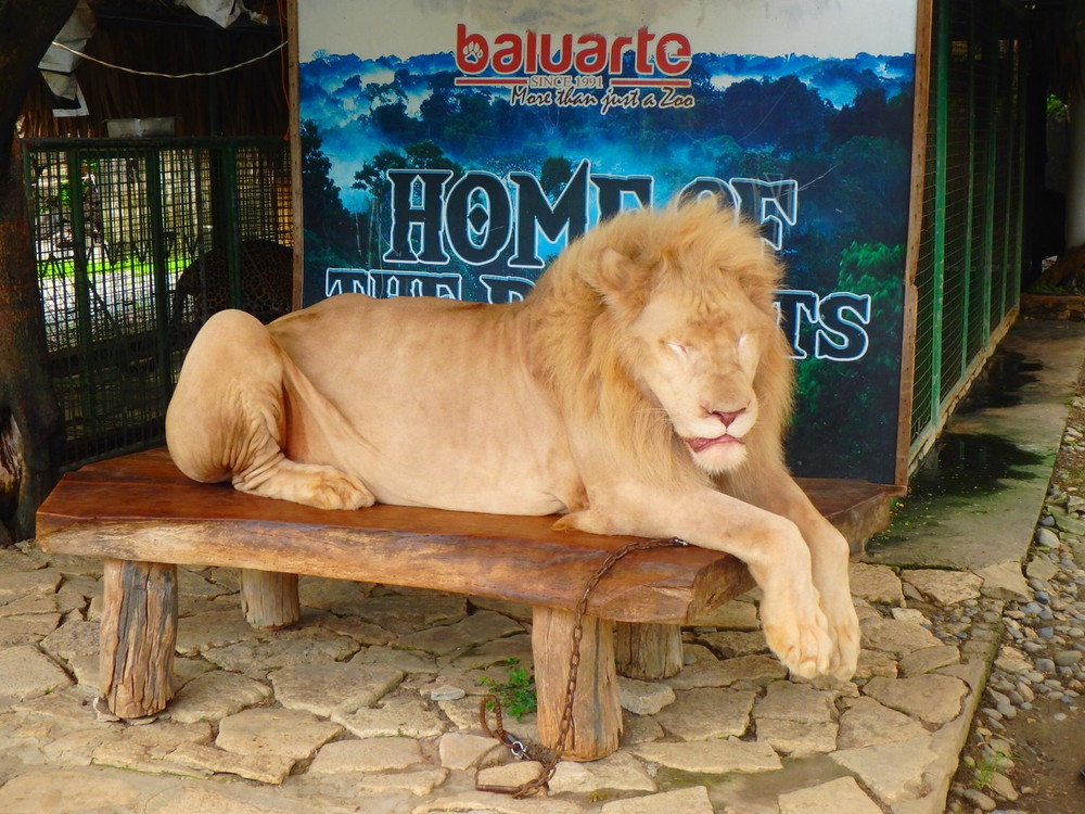 フィリピン留学 バギオ Vigan 1